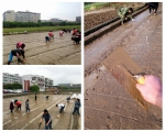 又是一年丰收季——我在西南科大水稻所田间地头的日子 - 西南科技大学