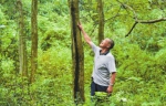 6旬老人攀崖种树30年 500亩荒山变绿林 - 四川日报网