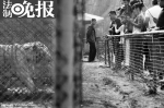 每天工作人员都要站在老虎园的铁笼旁维持秩序，一站就是几个小时 - News.Sina.com.Cn