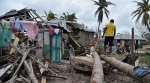 飓风“马修”过境后的海地，一棵棕榈树被刮倒。来源：AFP - News.Sina.com.Cn