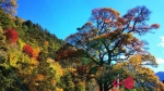 2016四川红叶生态旅游节暨理县米亚罗红叶温泉节将于10月21日开幕 - 旅游政务网