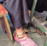 张婆婆右脚被锁上了铁链。 沙区警方供图 - News.Sina.com.Cn