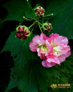 芙蓉花开如锦绣 成都市花盛开 一起去赏芙蓉吧 - 旅游政务网