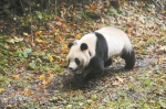 全球首次同时放归两只大熊猫 - 四川日报网