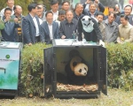 全球首次同时放归两只大熊猫 “华妍”“张梦”开始野外生活 - 旅游政务网