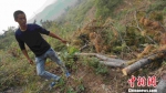 山坡上被砍倒的松树。　张帆 摄 - News.Sina.com.Cn
