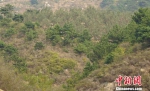 站在山坡上望去，一片苹果树隐藏在松树林之中。　张帆 摄 - News.Sina.com.Cn