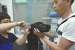 宠物传染病高发期到来 医生：治愈三月 宠物仍携病毒 - Sichuan.Scol.Com.Cn