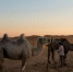 许多居民在腾格里沙漠的边缘放牧牲畜，或者经营小型观光园。但官员称，和气候变化一样，过度放牧也是导致沙漠不断扩大的一个因素。(美国《纽约时报》网站) - News.Sina.com.Cn
