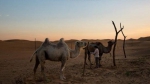 许多居民在腾格里沙漠的边缘放牧牲畜，或者经营小型观光园。但官员称，和气候变化一样，过度放牧也是导致沙漠不断扩大的一个因素。(美国《纽约时报》网站) - News.Sina.com.Cn