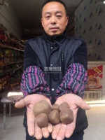 绵阳母羊胃里取出6颗“羊宝” 网传价值600多万(图) - Sichuan.Scol.Com.Cn