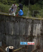 四川大熊猫误入水电站落水 民警3小时成功救援 - Sichuan.Scol.Com.Cn