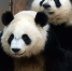 旅美大熊猫双胞胎姐妹首次回川 170公斤竹子随行 - Sichuan.Scol.Com.Cn