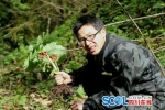 速来围观！四川惊现全新植物北川驴蹄草 - Sichuan.Scol.Com.Cn