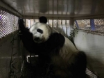 旅美大熊猫“美轮”“美奂”今日回国 - 四川日报网
