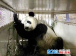 旅美大熊猫“美轮”“美奂”今日回国 - Sichuan.Scol.Com.Cn