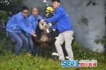 警报！熊猫粮仓发生火灾 消防人员抬着熊猫转移 - Sichuan.Scol.Com.Cn