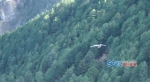 视频：能跨越珠峰的秃鹫折翅阿坝 它还能飞吗 - Sichuan.Scol.Com.Cn