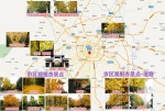 成都银杏这周将达最佳观赏期 赏银杏地图来啦 - 旅游政务网