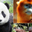 神奇动物在哪里 熊猫 滚滚 金丝猴 鼠兔 扭角羚 - 四川日报网