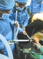 熊猫吃成肠梗阻 外科医生动手术 - 四川日报网