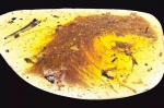 一小截尾巴戳出了琥珀表面（左下）。图片来源：Royal Saskatchewan Museum (RSM/ R.C. McKellar) - News.Sina.com.Cn