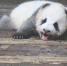 大熊猫酣睡被游客用水果砸醒 网友怒了 - 四川日报网