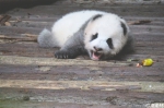大熊猫酣睡被游客用水果砸醒 网友怒了 - 四川日报网