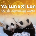 美国动物园为大熊猫双胞胎办“百日宴”公布名字 - Sichuan.Scol.Com.Cn