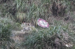孟阿香的坟墓位于半山的一处草丛里。.jpg - News.Sina.com.Cn