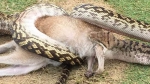 蟒蛇吞噬了一头沙袋鼠 - News.Sina.com.Cn