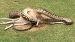 这类蟒蛇常见于印度尼西亚、巴布亚新几内亚和澳大利亚 - News.Sina.com.Cn