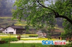 【蜀地揽趣】风光秀丽五指村 宁静恰似桃花源 - Sichuan.Scol.Com.Cn