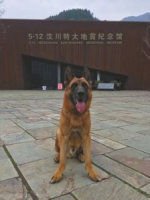 汶川地震搜救出15人的搜救犬南京退役:"想回北川看看" - Sichuan.Scol.Com.Cn