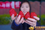 德昌县举办第三届草莓采摘节暨麻栗羊肉美食节 - 旅游政务网