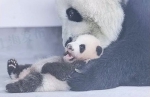 大熊猫“蝈蝈”、“花生”母子因病救治无效 先后死亡 - Sichuan.Scol.Com.Cn
