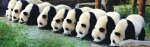 曾经上野园的微博封面图就是9只熊猫一起吃东西。 - News.Sina.com.Cn