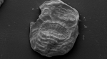 Saccorhytus有一层薄薄的相对柔韧的肌肉和皮肤 - News.Sina.com.Cn