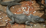图说：扬子鳄鱼池和大鳄龟展览池中被投入百枚硬币。网络图 - News.Sina.com.Cn