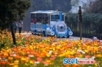 蓉城春暖花先知 郁金香花海从哪个角度拍都是美景 - Sichuan.Scol.Com.Cn