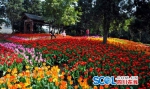 蓉城春暖花先知 郁金香花海从哪个角度拍都是美景 - Sichuan.Scol.Com.Cn