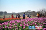 蓉城春暖花先知 郁金香花海从哪个角度拍都是美景 - Sichuan.Scol.Com.Cn