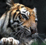 印度尼西亚泗水动物园里极度濒危的苏门答腊虎。 - News.Sina.com.Cn