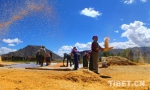 青藏高原上，正在忙着享受秋收快乐的村民。 - News.Sina.com.Cn