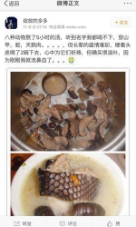 网友多次晒图称食穿山甲 曾吃“穿山甲血炒饭” - News.Sina.com.Cn