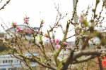 暖冬催春来早 成都龙泉山第一簇桃花开了 - 旅游政务网