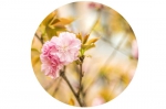 眉山提前开启樱花三月模式 樱花节“深度游”全攻略 - 旅游政务网