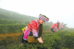 川茶国际化 国际茶业年会下月宜宾举行 - 旅游政务网