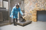 大熊猫保姆和她的“孩子们”（图） - Sichuan.Scol.Com.Cn