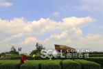 四川新评4A级景区公示 成都"中国绿茶之乡"上榜 - 四川日报网